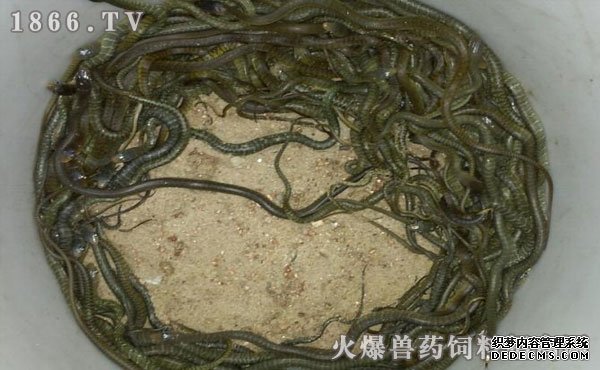 水律蛇養(yǎng)殖新技巧揭秘，高效養(yǎng)殖方法與實用操作指南
