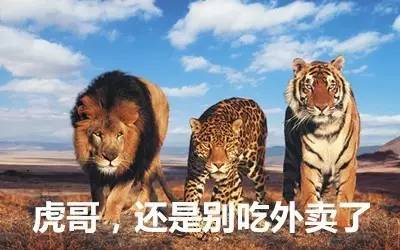 最新虎獅，學(xué)習(xí)變革的力量，自信與成就感的崛起之路
