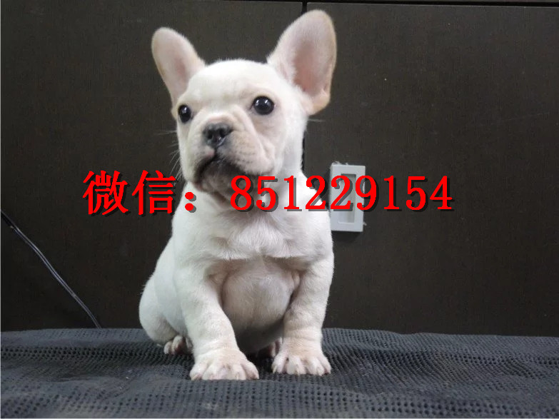 法牛犬行情走勢(shì)揭秘，溫馨日常背后的市場(chǎng)趨勢(shì)