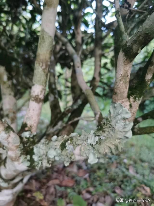 老樅紅茶價(jià)格，深度探討歷史背景與地位影響下的價(jià)格走勢(shì)