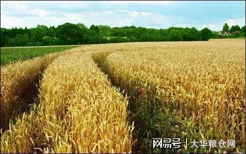 今天小麥最新價格行情，變化中的機遇與自我成長潛力探索
