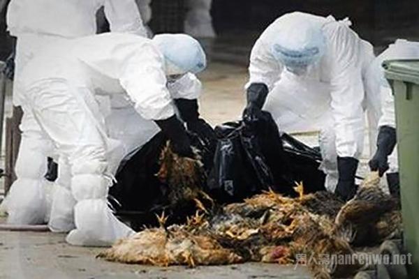 全球禽流感最新動態(tài)，全球態(tài)勢與多方觀點深度解析