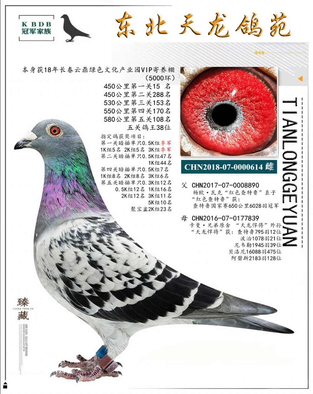 東北天龍鴿苑最新圖片，鴿界風采展現(xiàn)，價值與影響深度探討